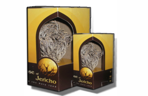 Two real Rose of Jericho